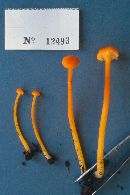 Hygrocybe cantharellus image