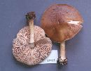 Pluteus cervinus image