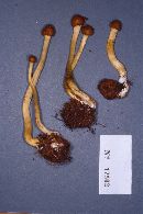Elaphocordyceps capitata image
