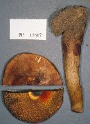 Boletus subglabripes image