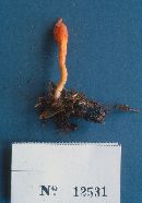 Cordyceps militaris image