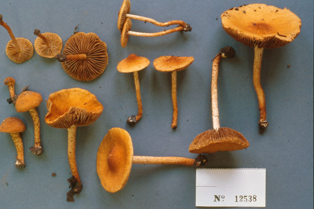 Inocybe unicolor image