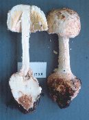 Amanita daucipes image