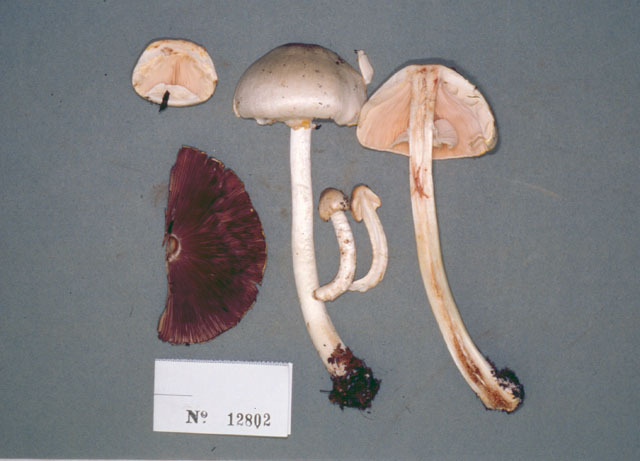 Agaricus pallescens image