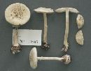 Amanita phalloides image