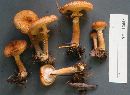 Armillaria gemina image