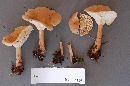 Clitocybe squamulosa image