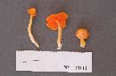 Hygrocybe marginata image