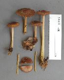 Mycena rutilantiformis image