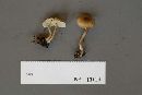 Clitocybe morbifera image