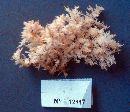 Hericium clathroides image