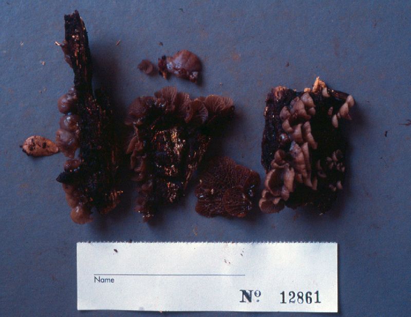 Campanella boninensis image