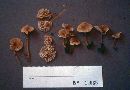 Marasmius palmivorus image