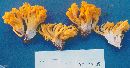 Ramaria basirobusta image