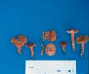 Hygrocybe firma image