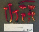 Hygrocybe rubrocarnosa image