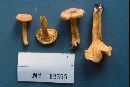 Cantharellus appalachiensis image