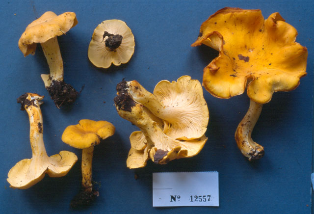 Cantharellus lateritius image