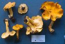 Cantharellus lateritius image