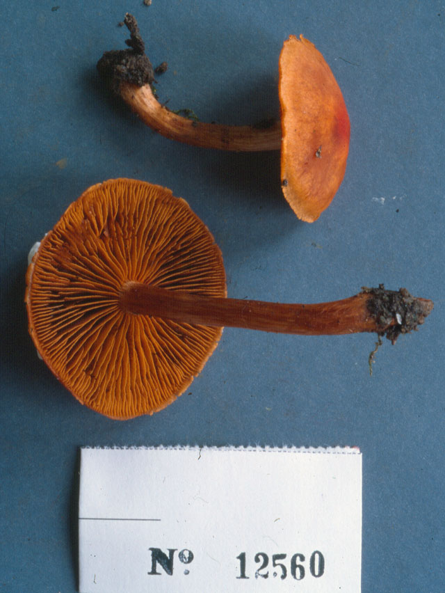 Cortinarius cinnabarinus image