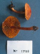 Cortinarius cinnabarinus image