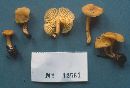 Cantharellus appalachiensis image