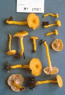 Cantharellus ignicolor image