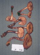 Armillaria gemina image