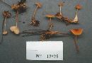 Marasmius sullivantii image