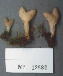 Helvella crispa image