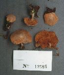 Entoloma byssisedum image