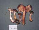 Armillaria gemina image