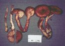 Armillaria gemina image