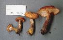 Armillaria gemina image