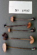 Entoloma papillatum image