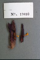 Cordyceps viperina image