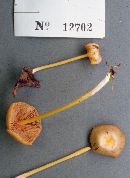 Entoloma unicolor image