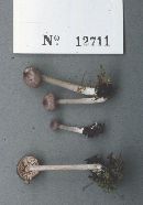 Entoloma aethiops image