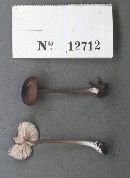 Entoloma aethiops image