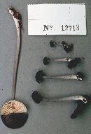 Entoloma aethiops image