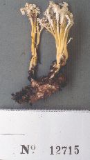 Cordyceps polyarthra image