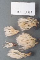 Ramariopsis kunzei image