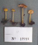 Pluteus admirabilis image