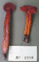 Hygrocybe purpureofolia image