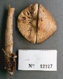 Amanita volvata image