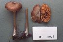 Entoloma strictius image