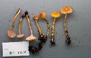 Hygrocybe laeta var. laeta image