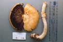 Agaricus silvicola image