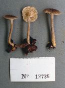 Clitocybe pruinosa image