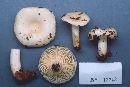 Russula albidula image